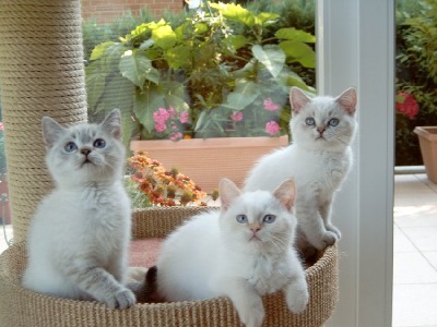 links Yvonne, Mitte Yves, rechts Yannick